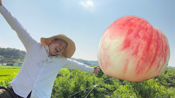 조치원 복숭아 딱복 택배 공구 마감, 오늘 27일&nbsp;자정