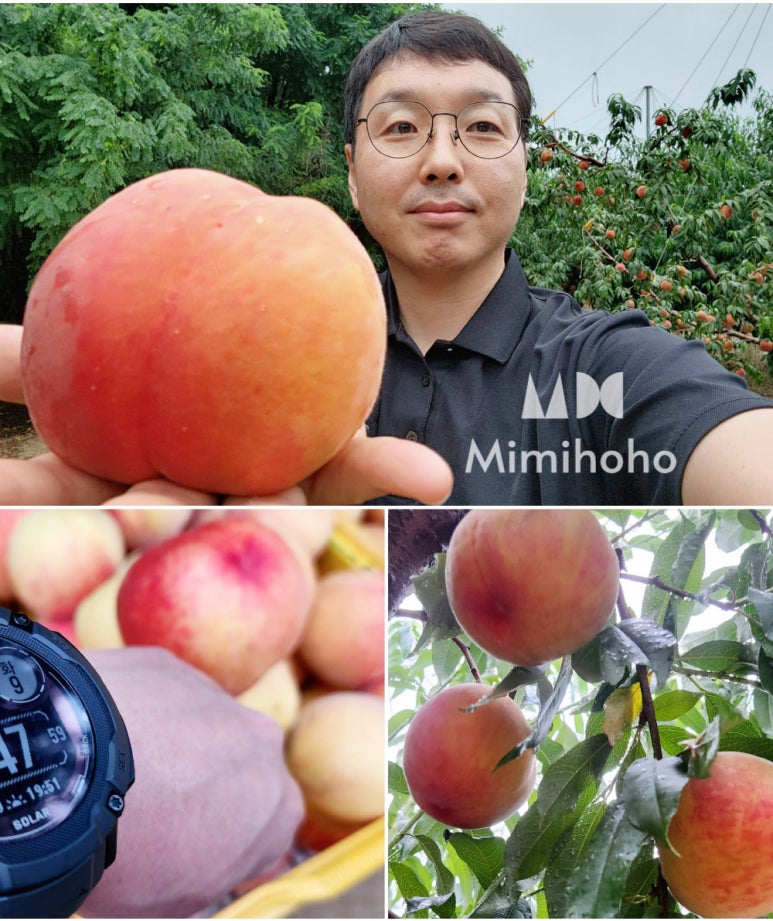 조치원 복숭아 택배 예약 오픈 – 황도 수황 대과, 7월 9일&nbsp;출고